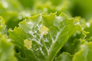 Kako se boriti protiv plamenjače salate?