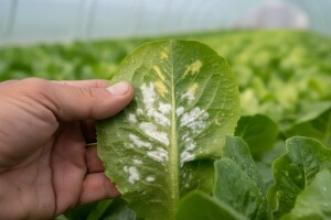 Kako se boriti protiv plamenjače salate?