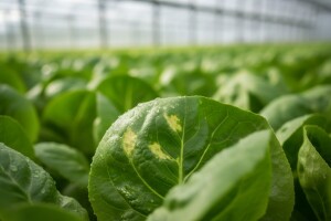 Kako se boriti protiv plamenjače salate?