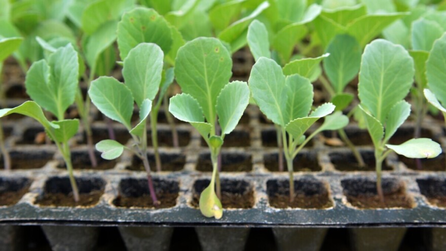 Vreme za sadnju kupusa u zaštićenom prostoru - na šta obratiti pažnju?