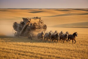 Kako se kombajniralo prije 77 godina?