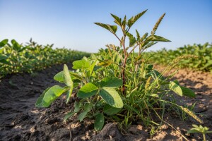 Kako se riješiti korova u soji?