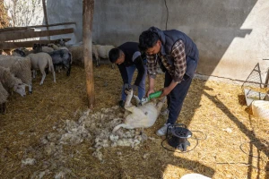 Kako se šiša ovca? Evo saveta o tehnici, ali i održivom korišćenju vune