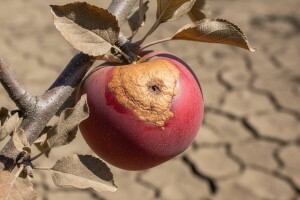 Kako smanjiti stres na voćkama?
