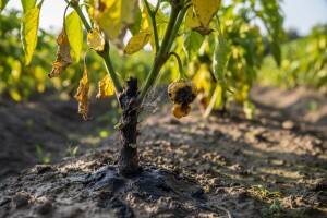 Kako sprečiti plamenjaču paprike?