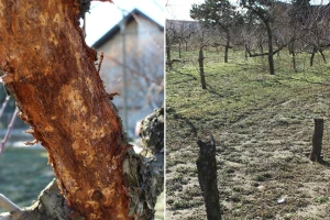 Kako sprečiti štete od malog potkornjaka u voćnjacima? Pomažu i ptice