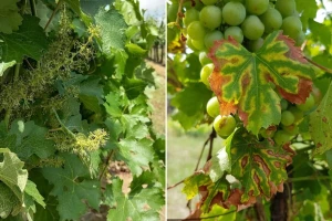 Kako spriječiti sušenje vinove loze - pojavu eske?