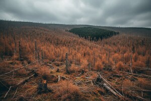 Kako spriječiti (eko)nomsku katastrofu od potkornjaka?