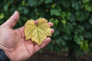 Kako spriječiti pojavu kloroze?