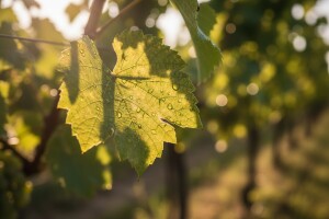 Kako spriječiti stvaranje spora na lozi?