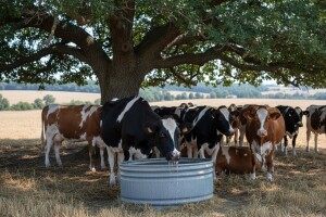 Kako spriječiti toplotni udar kod životinja