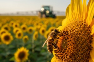 Kako spriječiti trovanje pčelinjih zajednica?