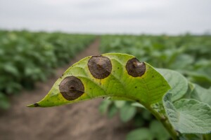 Kako suzbijati koncentričnu pjegavost cime krumpira?