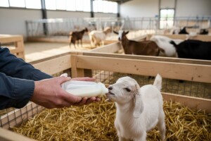 Kako suzbiti artritis encefalitis koza?