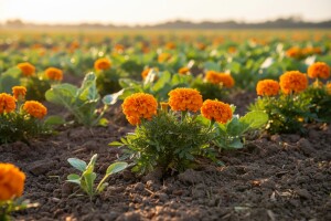 Kako suzbiti štetne nematode?