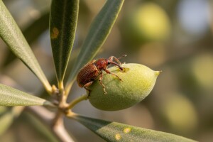 Kako suzbiti štetnika maslininog svrdlaša?