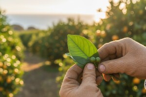 Kako suzbiti štitastu uš na mandarini?