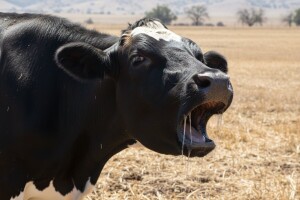 Kako ublažiti toplinski stres domaćih životinja?