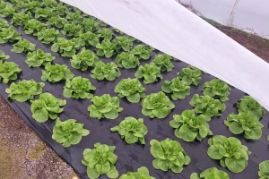 Evo koji su mali, ali bitni koraci u uzgoju zelene salate u plasteniku