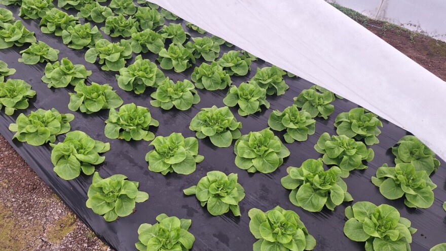Evo koji su mali, ali bitni koraci u uzgoju zelene salate u plasteniku