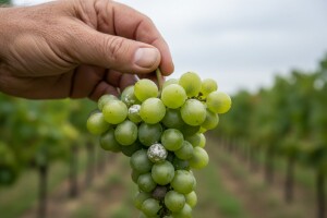 Kako zaštititi bobice grožđa?