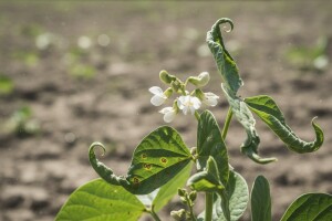 Kako zaštititi grah i mahune?