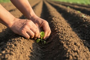 Kako zaštititi kasne kupusnjače?