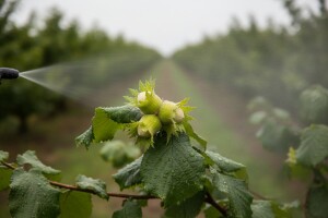 Kako zaštititi nasade lijeske?
