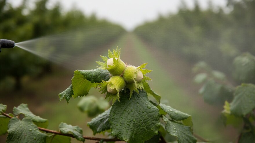 Kako zaštititi nasade lijeske?