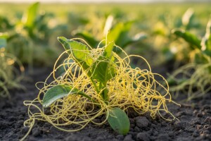 Kako zaštititi šećernu repu od korova?