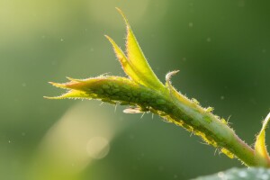 Kako zaštititi ukrasnu ružu?