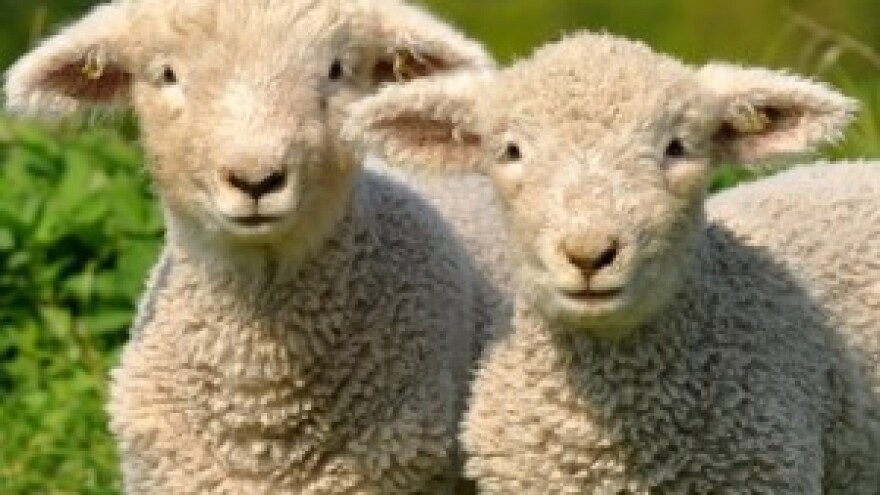 Otvoren prvi centar hrane za životinje!