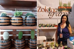 Od hobija do biznisa: Zokine iglarije samo za one mirne ruke