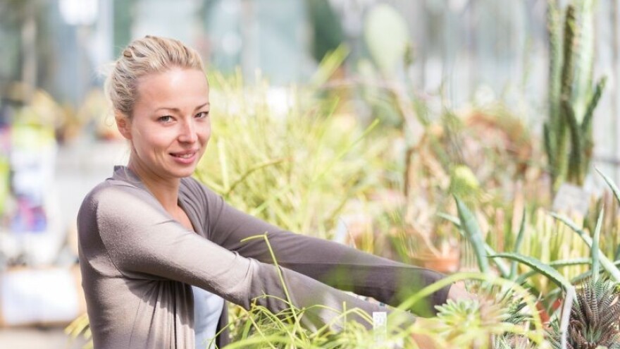 Kaktusi i sukulenti zanimljivi tržištu Dalmacije