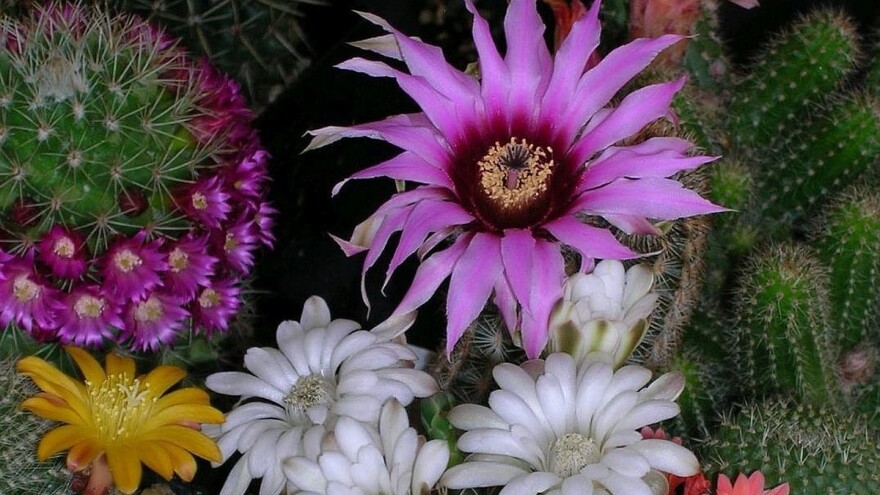 Cvjetanje kaktusa i sve ono što niste znali o njihovoj pravilnoj njezi