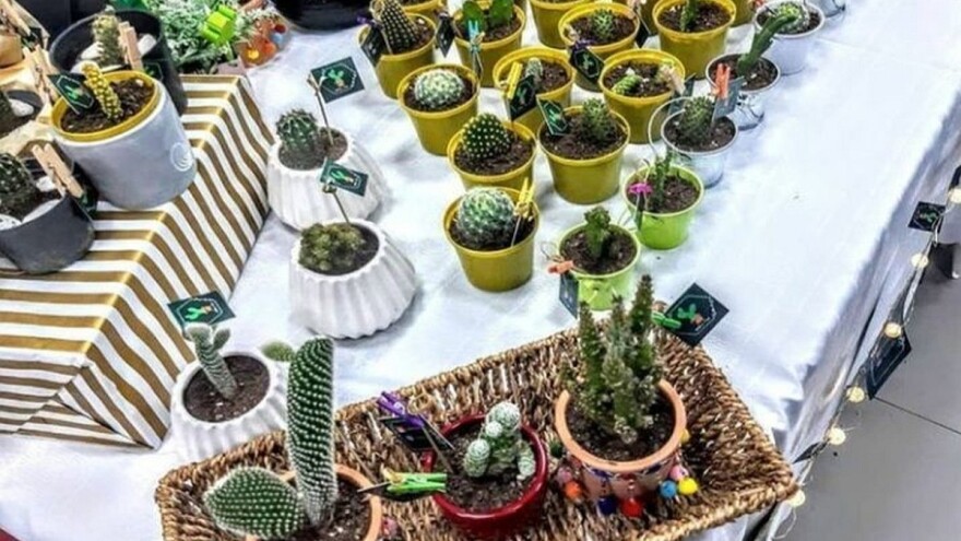 Kaktusi Šejn polako osvajaju srca ljubitelja ovih bodljikavaca