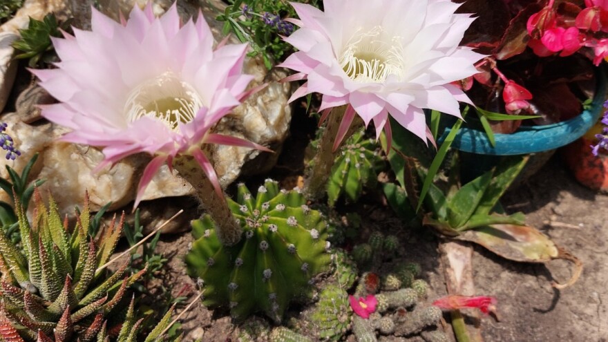 Kaktuse ne treba još presađivati i iznositi, ali će im prihrana dobro doći