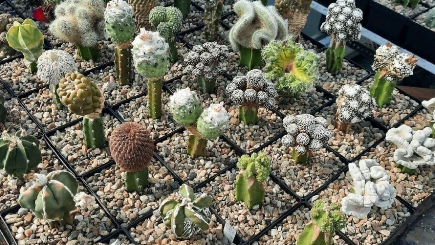 Lekar iz Blaca u svojoj kolekciji ima više od više od 1.000 vrsta kaktusa