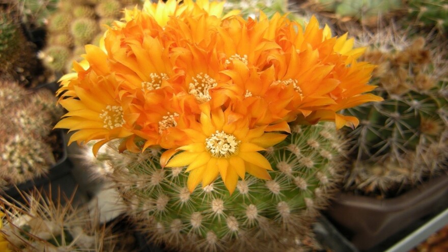 Stevan Avramov - život sa kaktusima