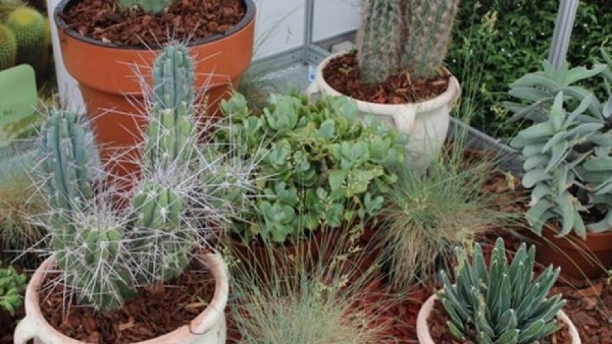 Kaktusi kao kutak egzotike u domu