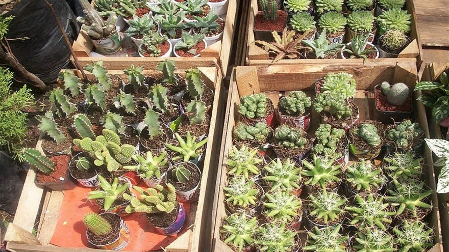 Cvećarstvo kao biznis - kaktusi i mesožderke aduti za uspeh