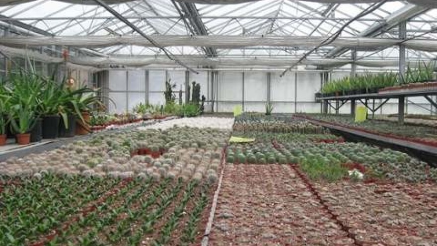 Od bake preko oca, kaktuse uzgajaju već 70 godina