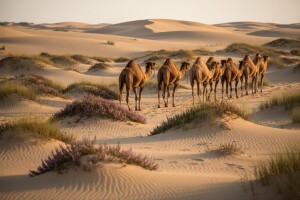 Kakva Afrika! Pustinju i deve ima i Podravina