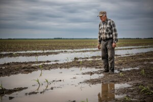 Kakva će biti žetva?