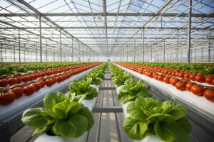 Kakva su predviđanja povrtarske proizvodnje u 2018. godini?