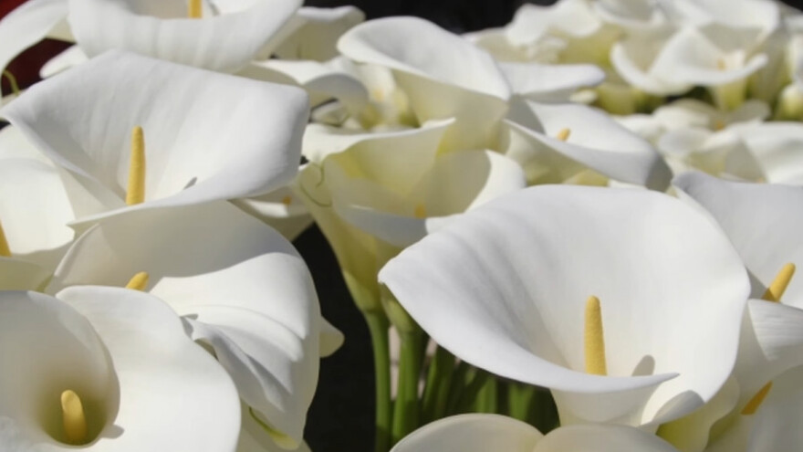 Povrće zamenila kalama