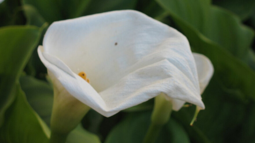 Bolesti kale u intenzivnoj proizvodnji