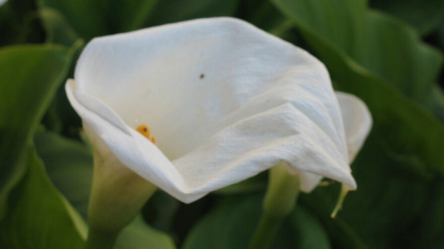 Bolesti kale u intenzivnoj proizvodnji
