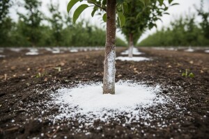 Kalcifikacija plantažnih nasada jabuka