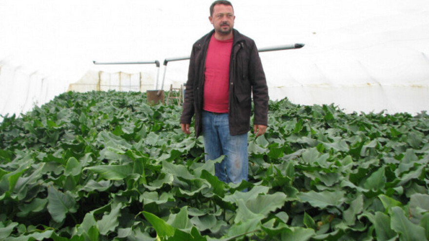 Cvijeće je kao dijete - raduje, ali je velika briga